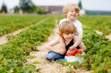 Yazın çilek çiftliğinde eğlenen iki küçük kardeş anaokulu çocuğu. Çocuklar, sağlıklı organik yiyecekler yiyen mutlu şirin ikizler, atıştırmalık olarak taze çilek. Çocuklar hasat için yardım ediyor