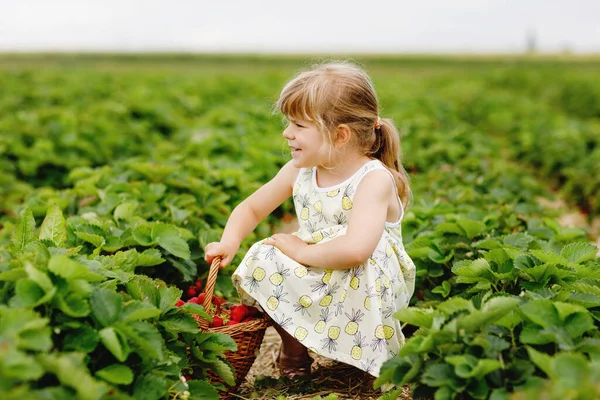 Szczęśliwa dziewczynka z przedszkola zbierająca i jedząca zdrowe truskawki na farmie organicznych jagód latem, w słoneczny dzień. Dziecko dobrze się bawi pomagając. Dziecko na polu plantacji truskawek, dojrzałe czerwone jagody. — Zdjęcie stockowe