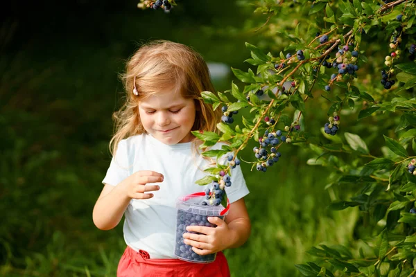 Kleines Vorschulmädchen pflückt frische Beeren auf dem Heidelbeerfeld. Kleinkind pflückt blaue Beeren auf Bio-Obstbauernhof. Kleinkindhaltung. Gärtnern im Vorschulalter. Sommerlicher Familienspaß. Gesunde Bio-Lebensmittel. — Stockfoto