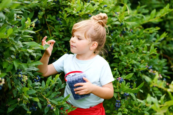 Маленькая дошкольница собирает свежие ягоды на черничном поле. Маленький ребенок собирает голубую ягоду на органической ферме. Сельское хозяйство. Садоводство для дошкольников. Летняя семейная радость. Здоровое биологическое питание. — стоковое фото