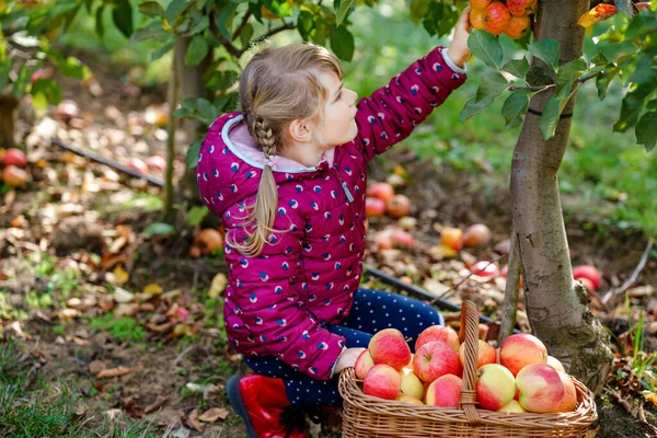 Liten förskoleflicka i färgglada kläder med korg av röda äpplen i ekologisk fruktträdgård. Glad småbarn plocka friska frukter från träd och ha kul. Lilla hjälpreda och bonde. Skördetid. — Stockfoto