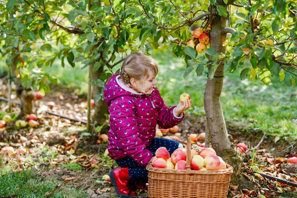 Liten förskoleflicka i färgglada kläder med korg av röda äpplen i ekologisk fruktträdgård. Glad småbarn plocka friska frukter från träd och ha kul. Lilla hjälpreda och bonde. Skördetid. — Stockfoto