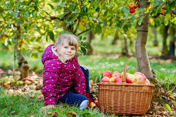 Mała przedszkolanka w kolorowych ubraniach z koszem czerwonych jabłek w organicznym sadzie. Szczęśliwy maluch zbieranie zdrowych owoców z drzew i zabawy. Mały pomocnik i farmer. Czas zbiorów. — Zdjęcie stockowe