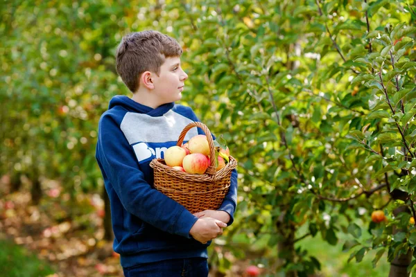 Vacker blond glad pojke plocka och äta röda äpplen på ekologisk gård, höst utomhus. Rolig liten preteen skolan har kul med att hjälpa och skörda — Stockfoto