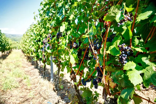 Blue grapes ready to harvest made by a vintner in an established winery. Famous vineyard near Mosel and Rhine in Germany. Making of delicious red wine. German Rheingau region. — Stock Photo, Image