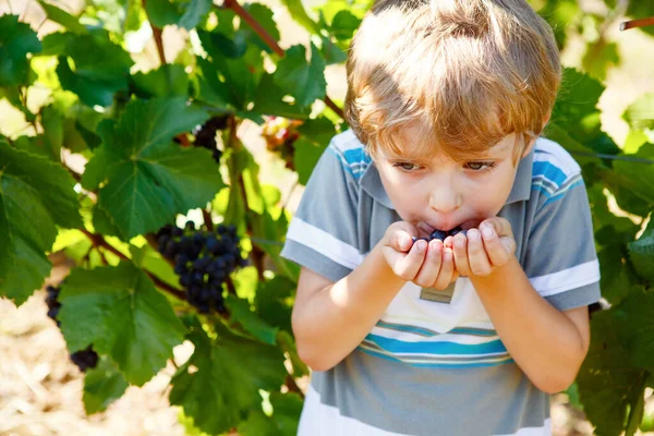 Улыбающийся счастливый блондин собирает спелый голубой виноград на винограднике. Ребенок помогает собирать урожай. Виноградник под Феллелем и Рейном в Германии. Изготовление вкусного красного вина. Райнгау. — стоковое фото