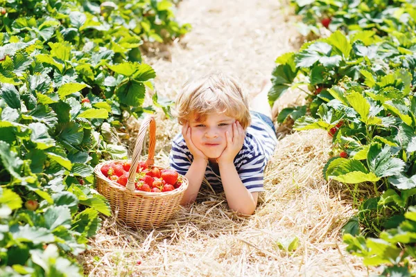 Liten pojke plockar jordgubbar på ekologisk bio gård, utomhus. — Stockfoto