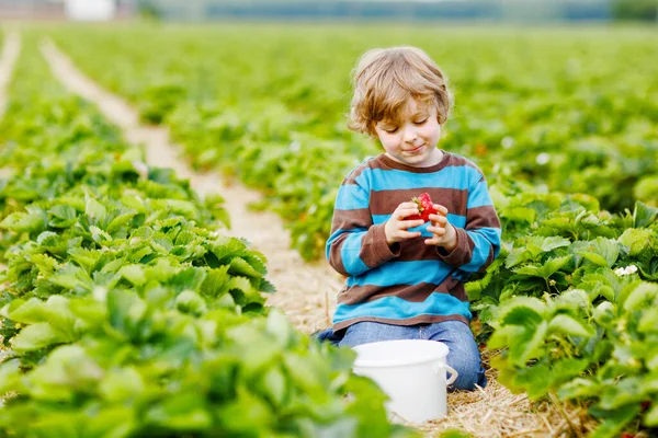 Gelukkige kleuter jongen plukken en eten van aardbeien op biologische bio bessen boerderij in de zomer. Kind op warme zonnige dag met rijpe gezonde aardbei. Oogstvelden in Duitsland. — Stockfoto