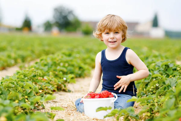 Šťastný předškolní chlapec sbírá a jí jahody na bio jahodové farmě v létě. Dítě v teplém slunečném dni drží zralé zdravé jahody. Sklizňová pole v Německu. — Stock fotografie