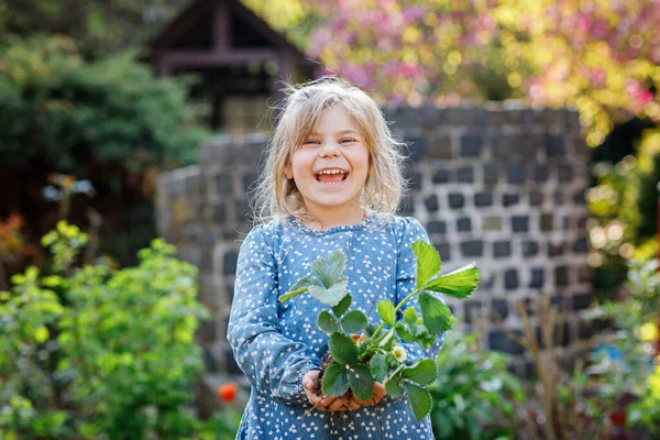 Feliz niña preescolar plantando plantas de plántulas de fresa en primavera. Pequeño ayudante en el jardín. El niño aprende jardinería y ayuda. Baya regional doméstica, alimentos —  Fotos de Stock