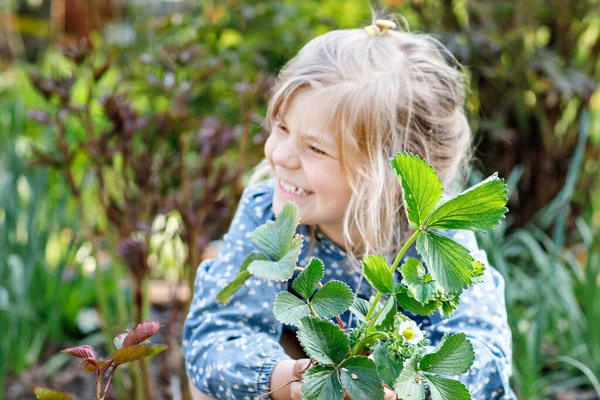Feliz niña preescolar plantando plantas de plántulas de fresa en primavera. Pequeño ayudante en el jardín. El niño aprende jardinería y ayuda. Baya regional doméstica, alimentos —  Fotos de Stock