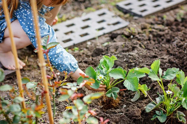 Šťastná školačka sázející jahodové sazenice na jaře. Malý pomocník na zahradě. Dítě se učí zahradničení a pomáhá. Domácí regionální bobule, potraviny — Stock fotografie