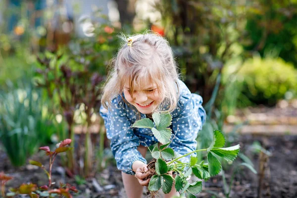 Menina pré-escolar feliz plantando mudas de morango plantas na primavera. Um ajudante no jardim. A criança aprende jardinagem e ajuda. Baga regional doméstica, comida — Fotografia de Stock