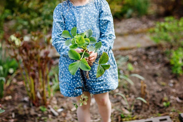 Happy preschool girl planting strawberry seedlings plants in spring. Little helper in garden. Child learn gardening and helping. Domestic regional berry, food — Stock Photo, Image
