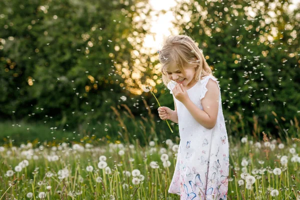 Adorable linda niña preescolar soplando en una flor de diente de león en la naturaleza en el verano. Feliz niño hermoso niño sano con blowball, divirtiéndose. Luz de puesta de sol brillante, niño activo. — Foto de Stock