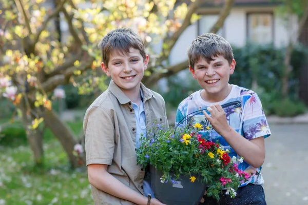 Two school kids boys with spring flowers in pot for mum as gift for mothers day. Happy children, two son with surprise for mama. — Stock Photo, Image