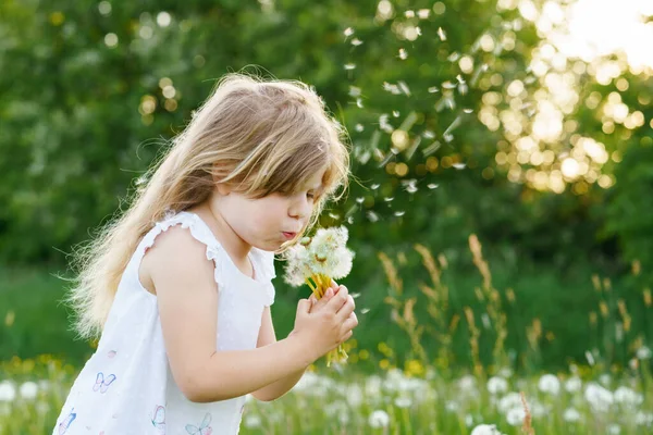 여름에 자연에 있는 민들레 꽃을 불어 대는 사랑스럽고 귀여운 취학 전 소녀. 건강하고 귀여운 복 볼을 가지고 즐겁게 놀고 있는 아기가 행복하길 바랍니다. 밝은 석양 빛, 활동적 인 아이. — 스톡 사진