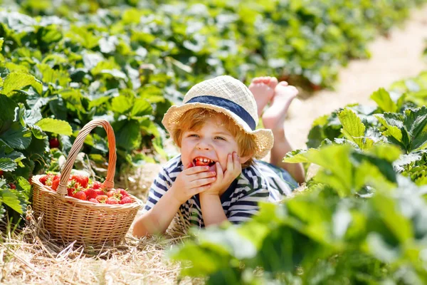 Malý chlapec sbírá jahody na bio farmě, venku. — Stock fotografie