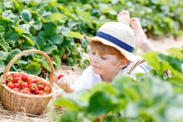 Kleiner Junge pflückt Erdbeeren auf Biobauernhof im Freien. — Stockfoto