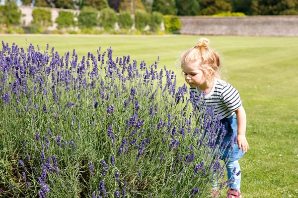 Cute Little Toddler Girl Lavender Rows Garden Happy Healthy Child — Stock Photo, Image