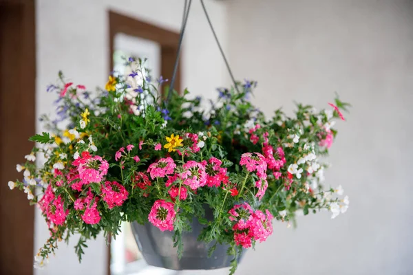 Een Pot Petuniabloemen Hangt Aan Een Boom Kleurrijke Zomerbloem Tuin — Stockfoto
