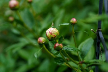 Şakayık çiçeği. Peeonia. Çiçek açmadan hemen önce ağaçtan şakayık, hardal çiçeği..