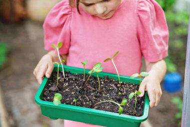 Küçük mutlu anaokulu kızı evcil bahçeye ayçiçeği tohumu ekiyor. Küçük çocuk bahçeciliği, ekmeyi, çiçek ve bitki yetiştirmeyi öğreniyor. Çocuklar ve ekoloji, çevre kavramı
