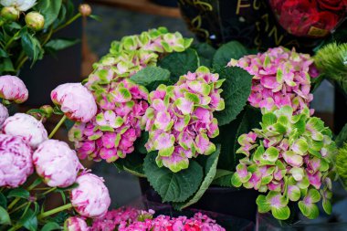 Çiçek pazarındaki şakayıklar ve ortancalar. Haftalık çiftçi markında satışlar için pembe çiçekler