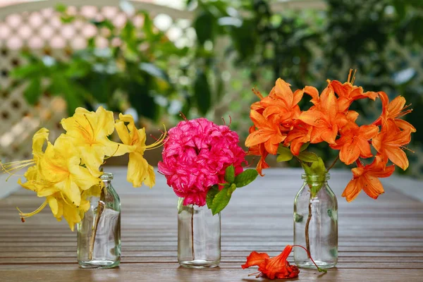 Azálea Florescente Colorida Pequenos Vasos Fechar Três Flores Cores Diferentes — Fotografia de Stock