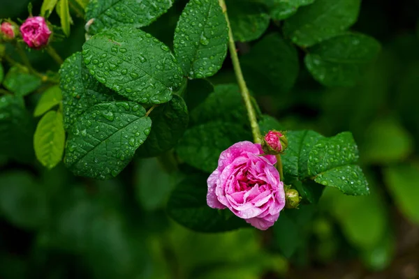 Bahçede Pembe Gül Çiçeği Yağmurdan Sonra Eski Gül Çiçeği — Stok fotoğraf