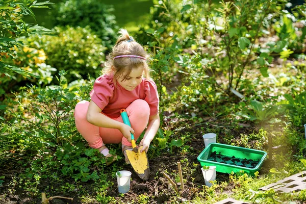 可爱的学龄前小女孩在自家花园种满了葵花树 幼儿学习园艺 种植和培育花卉和植物 儿童与生态 环境概念 — 图库照片