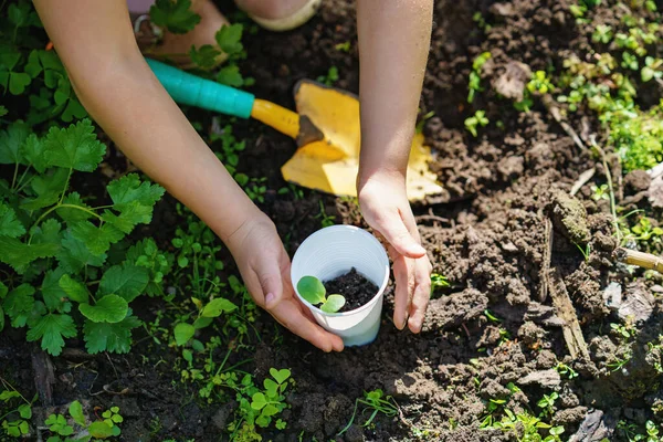 Pequena Menina Pré Escolar Feliz Plantando Mudas Girassóis Jardim Doméstico — Fotografia de Stock