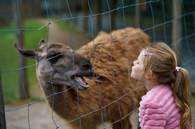 Avrupalı sarışın kız tüylü alpaka ile besleniyor. Mutlu heyecanlı çocuk vahşi yaşam parkında guanaco besliyor. Tatil ya da hafta sonu için aile eğlencesi ve etkinliği.