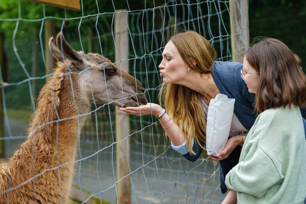 Escuela Europea Niña Mujer Alimentando Peludo Esponjoso Alpacas Lama Feliz — Foto de Stock