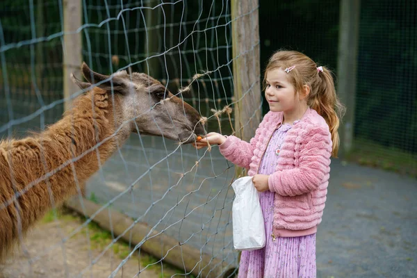 Blond Preschool European Girl Feeding Fluffy Furry Alpacas Lama Happy — Stock Photo, Image