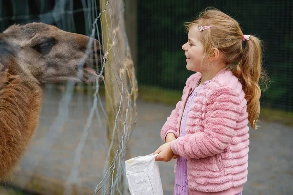 Blond Europees Kleuterschoolmeisje Dat Pluizige Harige Alpacas Lama Voedt Gelukkig — Stockfoto