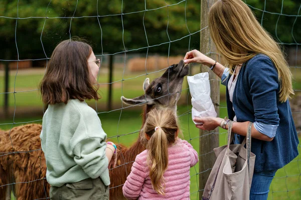 Duas Meninas Uma Mulher Alimentar Alpacas Peludas Crianças Animadas Felizes — Fotografia de Stock