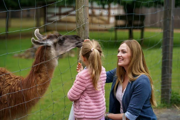 Niña Mujer Edad Preescolar Alimentando Las Esponjosas Alpacas Peludas Lama —  Fotos de Stock