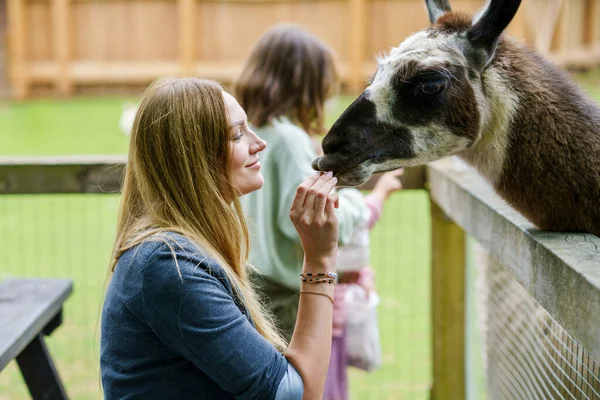 Dos Niñas Una Mujer Alimentando Alpacas Peludas Esponjosas Lama Feliz — Foto de Stock