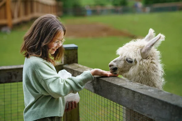 School Europees Meisje Voeden Pluizige Harige Alpacas Lama Gelukkig Opgewonden — Stockfoto