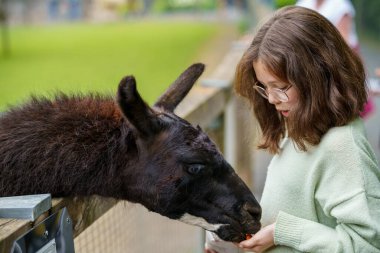 School european girl feeding fluffy furry alpacas lama. Happy excited child feeds guanaco in a wildlife park. Family leisure and activity for vacations or weekend. clipart