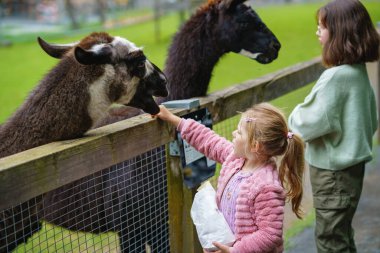 İki küçük kız, anaokulu ve okul kız kardeşleri tüylü alpakaları besliyor. Mutlu heyecanlı çocuklar vahşi yaşam parkında guanaco besliyor. Tatil ya da hafta sonu için aile eğlencesi ve etkinliği.
