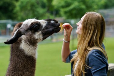 Genç Avrupalı kadın tüylü alpakaları besliyor. Mutlu, heyecanlı yetişkin, vahşi yaşam parkında guanaco besliyor. Tatil ya da hafta sonu için aile eğlencesi ve etkinliği.