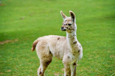Şirin alpaka, hayvan çiftliğindeki lama. Çayırdaki güzel alpaka ya da lama. Samanı yiyen hayvan portresi. Lama çiftliğinde ya da hayvanat bahçesinde yumuşak alpakaları kapatın. Kürklü lama beslenme konsepti.