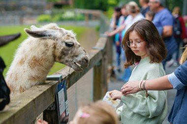 Avrupalı kız ve kadın tüylü alpakaları besliyor. Mutlu heyecanlı çocuk ve anne vahşi yaşam parkında guanaco besliyor. Tatil ya da hafta sonu için aile eğlencesi ve etkinliği.