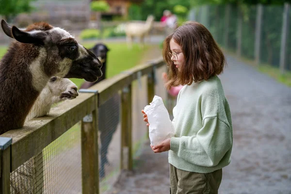 Escola Menina Europeia Alimentando Lama Alpacas Peludo Fofo Criança Feliz — Fotografia de Stock