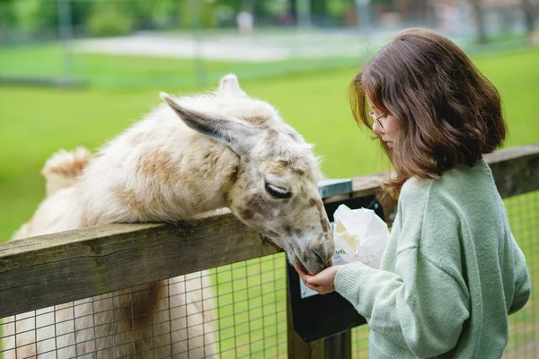 Escola Menina Europeia Alimentando Lama Alpacas Peludo Fofo Criança Feliz — Fotografia de Stock