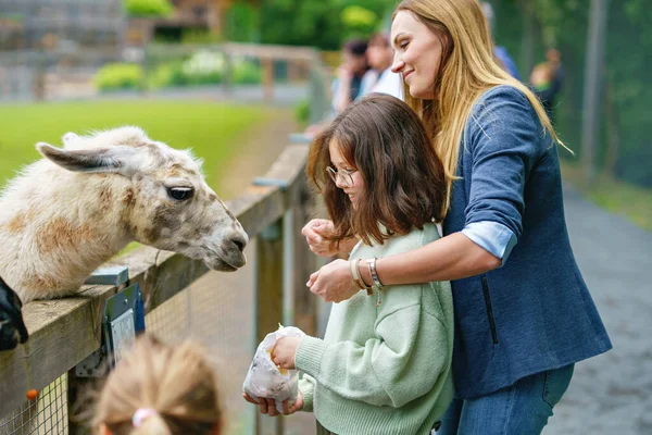 Escuela Europea Niña Mujer Alimentando Peludo Esponjoso Alpacas Lama Feliz —  Fotos de Stock