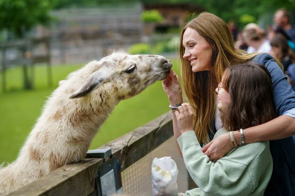 Escola Menina Europeia Mulher Alimentando Alpacas Peludos Macios Lama Criança — Fotografia de Stock