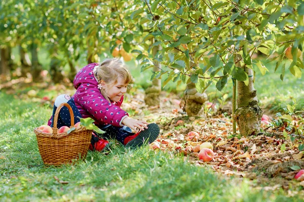 Маленькая Дошкольница Красочной Одежде Корзиной Красных Яблок Органическом Саду Счастливый — стоковое фото
